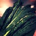 SPRAY FREE CAVOLO NERO  500GRAM Bunch Katikati Grown